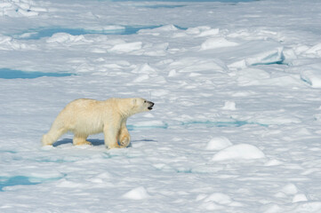 Male Polar Bear (Ursus maritimus) walking over pack ice, Spitsbergen Island, Svalbard archipelago, Norway, Europe