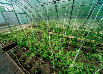 Plants growing in a plant greenhouse. Agriculture
