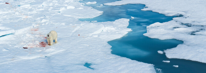 Male Polar Bear (Ursus maritimus) on the pack ice, feeding on the remains of a preyed seal, Spitsbergen Island, Svalbard archipelago, Norway, Europe © Gabrielle