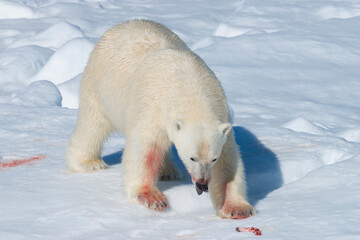 Male Polar Bear (Ursus maritimus) on the pack ice, feeding on the remains of a preyed seal,...