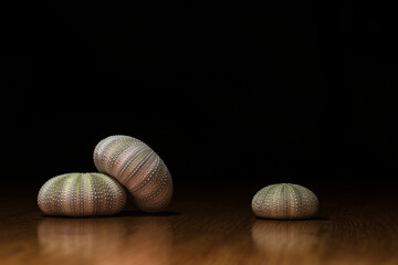 The shell of a sea urchin is spherical on a black background.