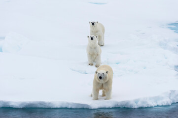Mother polar bear (Ursus maritimus) with 2 cubs on the edge of a melting ice floe, Spitsbergen...