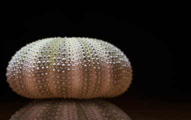 The shell of a sea urchin is spherical on a black background.