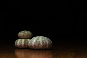 The shell of a sea urchin is spherical on a black background.