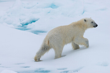 Fototapeta na wymiar Polar bear cub (Ursus maritimus) walking on a melting ice floe, Spitsbergen Island, Svalbard archipelago, Norway, Europe
