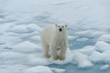 Polar bear (Ursus maritimus), female walking on pack ice, Svalbard Archipelago, Barents Sea, Arctic, Norway © Gabrielle