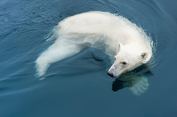 Fototapeta premium Polar Bear (Ursus maritimus) swimming, Svalbard Archipelago, Norway