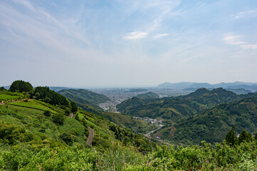 山から見た茶畑と静岡市の街並み