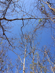 tree branches against blue sky