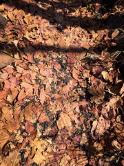 dry leaves on the ground
