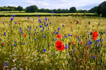 Poppies in a field of wildflowers near West Wickham in Kent, UK. Pretty scene in the English countryside with poppies, cornflowers and daisies. Colorful view of nature and the environment near London.