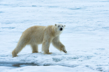 Fototapeta na wymiar Polar Bear (Ursus maritimus) walking over pack ice, Svalbard Archipelago, Norway