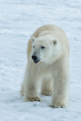 Obraz na płótnie Canvas Polar Bear (Ursus maritimus) walking over pack ice, Svalbard Archipelago, Norway