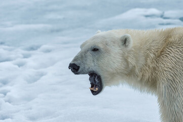Obraz na płótnie Canvas Polar Bear, Close-up, Svalbard Archipelago, Norway