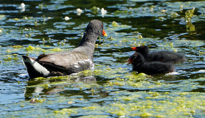 Faune et flore de Lauzach