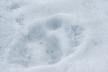 Obraz premium Polar Bear (Ursus maritimus) tracks on ice, Svalbard Archipelago, Norway