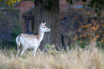 Naklejka na ściany i meble Fallow deer (Dama dama) doe in parkland in the autumn
