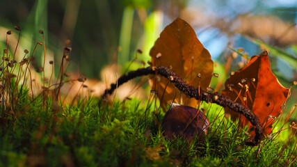 Composition avec une châtaigne et des petites plantes