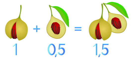 Mathematical games for children. Study the fractions numbers, example with of a nutmeg.