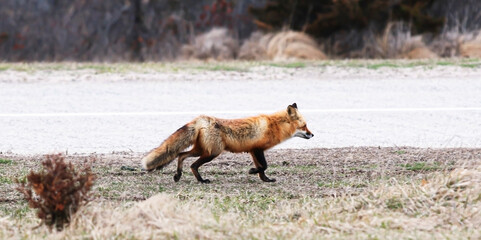 Wild fox walking on the side of the road