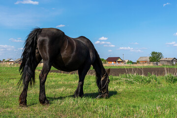 pregnant black horse in a meadow against a blue sky