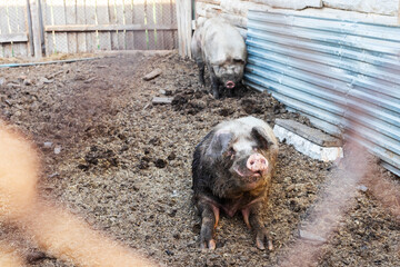 Boar and sow in the pen. The hog is lying on the ground, and the pig is digging the ground with its snout. Livestock production