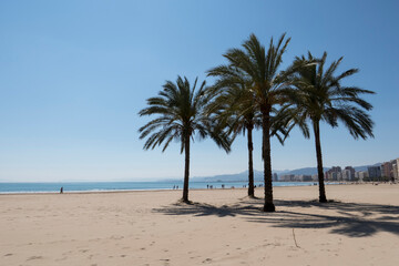 Naklejka na ściany i meble palm trees on the beach of cullera without people