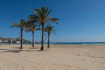 Fototapeta na wymiar palm trees on the beach of cullera without people