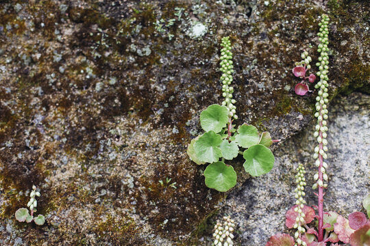 Umbilicus on an old wall, Crassulaceae family - Rosularia, Cotyledon, and Chiastophyllum