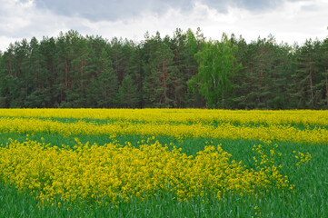 Rapeseed field in spring. Yellow oil rape seeds in bloom. Field of rapeseed - plant for green energy
