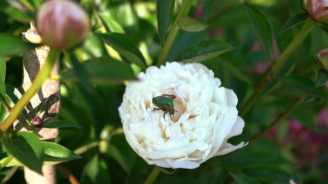 Big green bug is string on  a white peony and then flying away