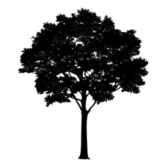 Vector tree silhouette isolated on white background