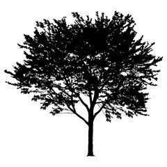 Vector tree silhouette isolated on white background