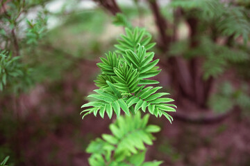 Green leaves on a blurry background. Fresh wallpaper concept