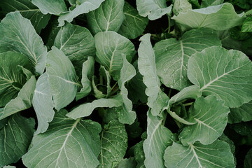 green leaves of cabbage with raindrops