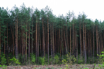 Forest pine trees in spring. Pine forest landscape. Forest scene. Spring forest