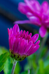 Red chrysanthemums flowering plants