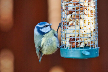 Blue Tit on nuts