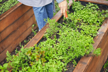 Woman using a trowel for replanting a seedling