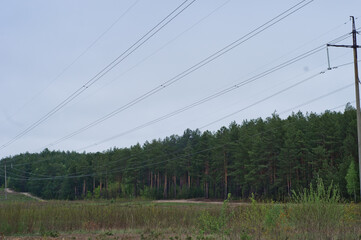 Forest pine trees in spring. Pine forest landscape. Forest scene. Spring forest