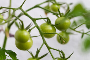 Close-up of tomato plants in the garden