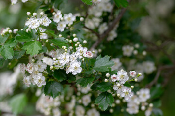 Crataegus laevigata white flowering branches, beautiful wild tree in bloom