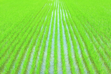 農業　田植え