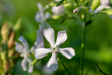 Saponaria officinalis white flowering soapweed flowers, wild uncultivated plant in bloom