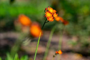 Pilosella aurantiaca wild flowering plant, orange flowers in bloom