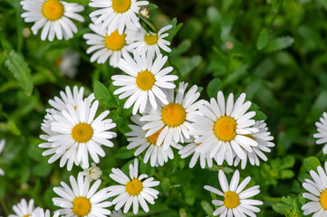 Leucanthemum vulgare meadows wild oxeye daisy flowers with white petals and yellow center in bloom, flowering beautiful plants