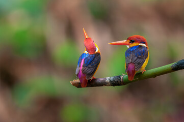 Oriental Dwarf Kingfisher ,The smallest pair of kingfishers are breeding in the rain forest.