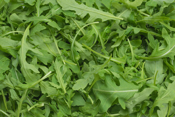 Fresh leaves of arugula.
