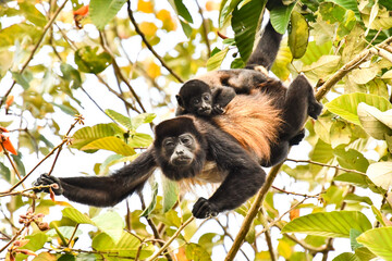 capuchin monkey primate and baby son, in Arenal Volcano area costa rica central america