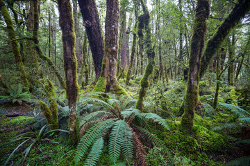 New Zealand forest
